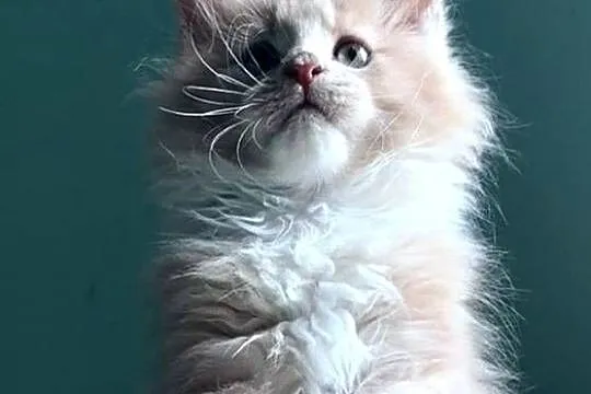 Maine Coon - kocięta po imporcie ! Linia Shaded !, Dolnośląskie, Wińsko