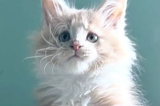 Maine Coon - kocięta po imporcie ! Linia Shaded !, Dolnośląskie, Wińsko