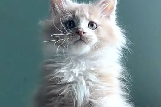Maine Coon - kocięta po imporcie ! Linia Shaded !, Dolnośląskie, Wińsko