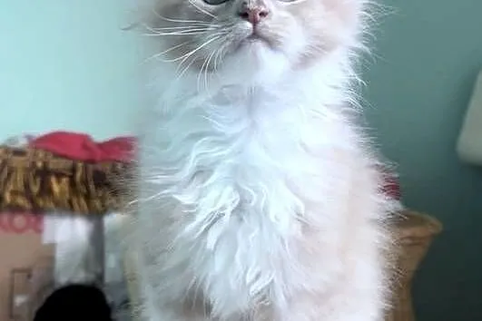 Maine Coon - kocięta po imporcie ! Linia Shaded !, Dolnośląskie, Wińsko