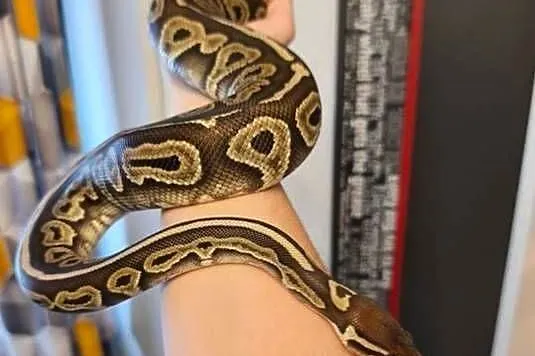 Python