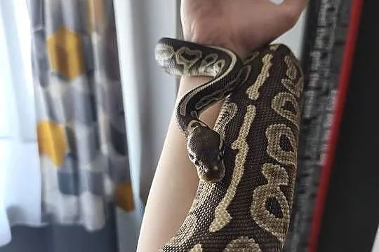 Python, Dolnośląskie, Wałbrzych