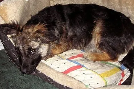 Rico 4 miesiace,10 kg mix owczarka,adopcja!!,  świętokrzyskie Kielce