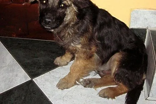 Rico 4 miesiace,10 kg mix owczarka,adopcja!!,  świ