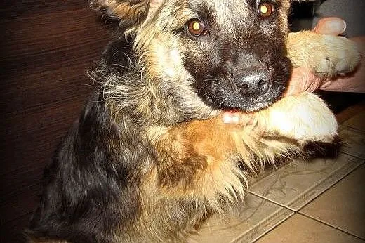 Rico 4 miesiace,10 kg mix owczarka,adopcja!!,  świ