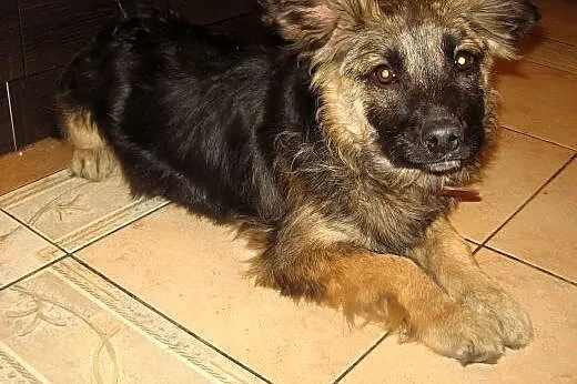 Rico 4 miesiace,10 kg mix owczarka,adopcja!!,  świ