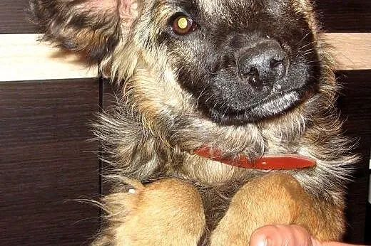 Rico 4 miesiace,10 kg mix owczarka,adopcja!!,  świ