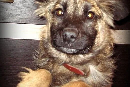 Rico 4 miesiace,10 kg mix owczarka,adopcja!!,  świ