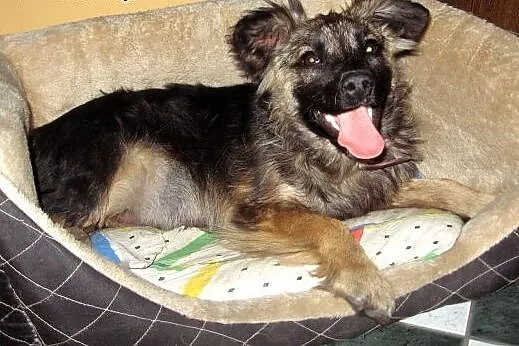 Rico 4 miesiace,10 kg mix owczarka,adopcja!!,  świ
