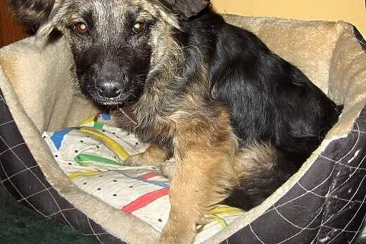 Rico 4 miesiace,10 kg mix owczarka,adopcja!!,  świ