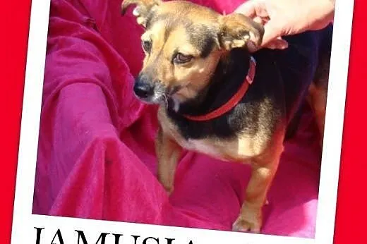 6 kg,łagodna,przyjazna,spokojna suczka JAMUSIA.Adopcja,  małopolskie Kraków