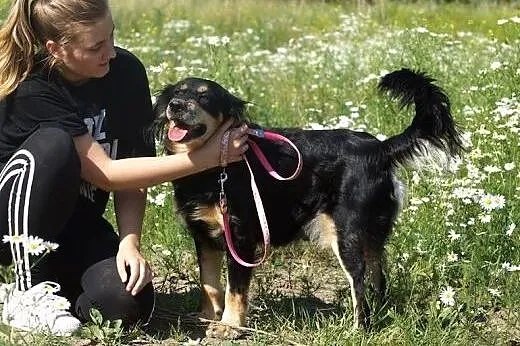 Chory Laki bez szans na dom...,  świętokrzyskie Ki