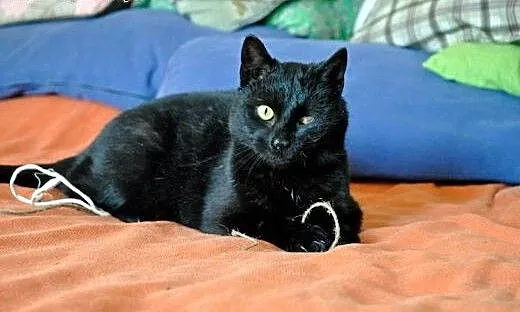 Salem , wyjątkowy kociak szuka wyjątkowego domu:),