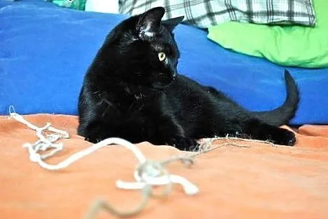Salem , wyjątkowy kociak szuka wyjątkowego domu:),