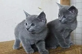 Piękne Rosyjskie Niebieskie Kocięta Gotowe, Różan