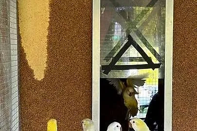 Mnicha nizinna pary, Śląskie, Bystra