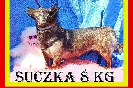 Akceptuje inne psy,kocha człowieka,wesoła,przytula