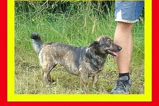 Akceptuje inne psy,kocha człowieka,wesoła,przytula