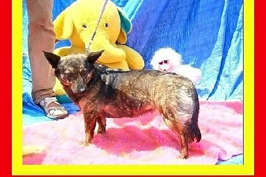 Akceptuje inne psy,kocha człowieka,wesoła,przytula
