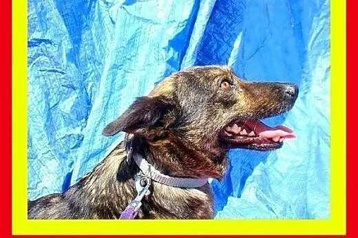 Akceptuje inne psy,kocha człowieka,wesoła,przytula