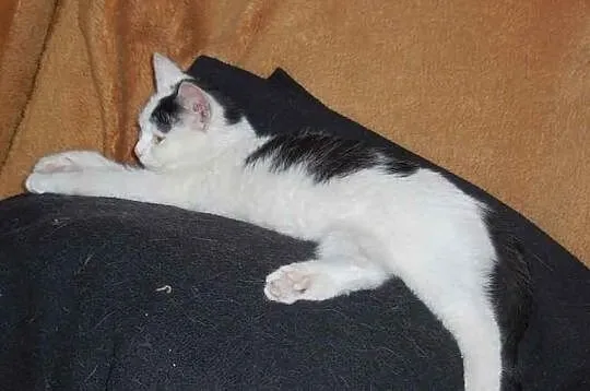 Wesolutka 6-miesięczna Kuleczka szuka domu.
