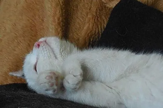 Wesolutka 6-miesięczna Kuleczka szuka domu.