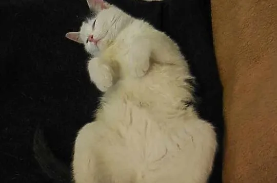 Wesolutka 6-miesięczna Kuleczka szuka domu.