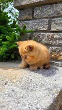 Kot egzotyczny rudy typowy GARFIELD fantastyczny charakter, , TUCHÓW