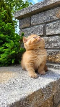 Kot egzotyczny rudy typowy GARFIELD fantastyczny charakter, , TUCHÓW