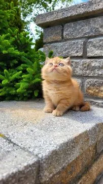 Kot egzotyczny rudy typowy GARFIELD fantastyczny charakter, , TUCHÓW