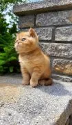 Kot egzotyczny rudy typowy GARFIELD fantastyczny charakter