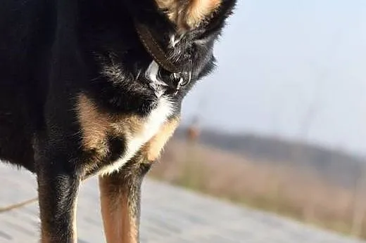 Nobi pechowy psiak, który bardzo marzy o domu,  śl