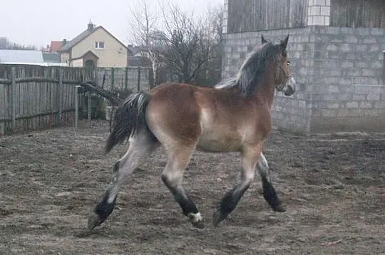Ogierek zimnokrwisty SZTUMSKI.