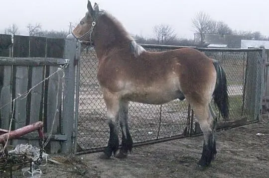 Ogierek zimnokrwisty SZTUMSKI.