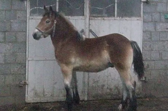 Ogierek zimnokrwisty SZTUMSKI.