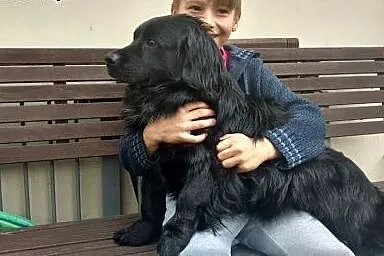 CZARUŚ - przekochany, łagodny mini kudłacz! Ach!, 