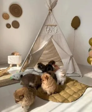 Szczeniaki pomeraniana... napisz do mnie na WhatsApp: +44 7453 907158, , Zabrzezina