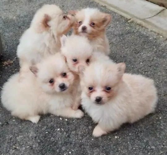 Szczeniaki pomeraniana... napisz do mnie na WhatsApp: +44 7453 907158, , Zabrzezina