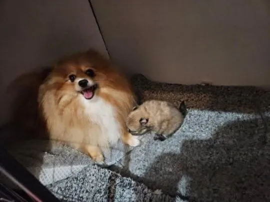 Szczeniaki pomeraniana... napisz do mnie na WhatsApp: +44 7453 907158, , Zabrzezina