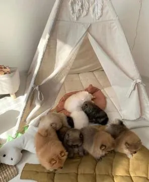 Szczeniaki pomeraniana... napisz do mnie na WhatsApp: +44 7453 907158, , Zabrzezina