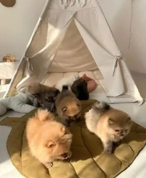 Szczeniaki pomeraniana... napisz do mnie na WhatsApp: +44 7453 907158, , Zabrzezina