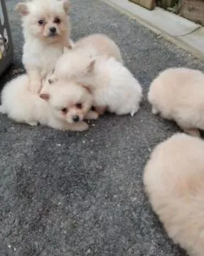 Szczeniaki pomeraniana... napisz do mnie na WhatsApp: +44 7453 907158, , Zabrzezina