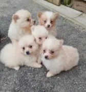 Szczeniaki pomeraniana... napisz do mnie na WhatsApp: +44 7453 907158