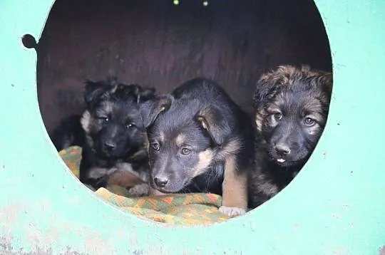 3 miesięczne szczeniaczki szukają domów