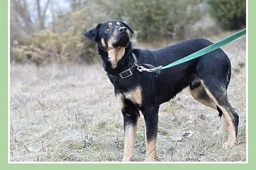 27kg,łagodny,przyjazny,towarzyski,delikatny pies KINIOR.Adopcja,  małopolskie Kraków