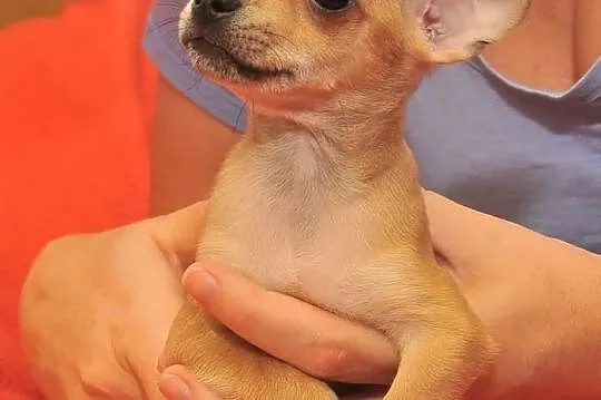 Chihuahua /ciułała/ miniaturowe pieski