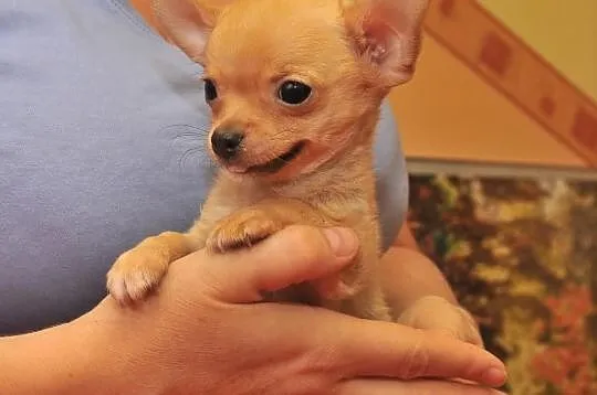 Chihuahua /ciułała/ miniaturowe pieski