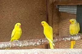 Aleksandretty obrożne