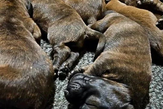 Posokowiec Hanowerski nie bawarski nie Gończy Polski szczeniaki ZKwP, Pomorskie, Sucha Huta