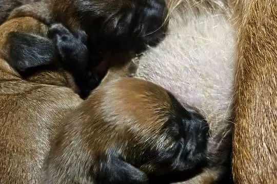 Posokowiec Hanowerski nie bawarski nie Gończy Polski szczeniaki ZKwP, Pomorskie, Sucha Huta